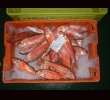Zoom Red Mullet