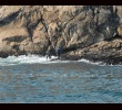 Zoom Goose barnacle pickers