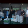 Ampliaci�n de Colocando el pescado