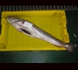 Zoom Hake_03