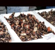Zoom Goose barnacles_01
