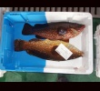 Zoom Mackerel
